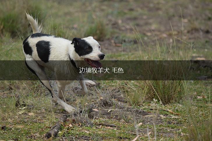 边境牧羊犬 毛色,第1张 边境牧羊犬 毛色,第1张