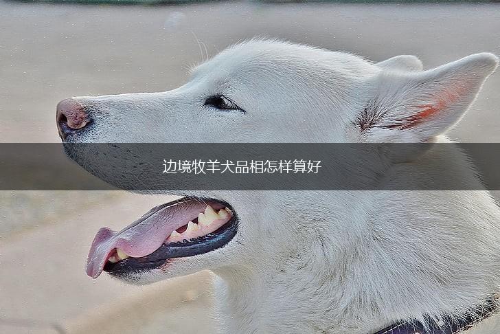 边境牧羊犬品相怎样算好,第1张