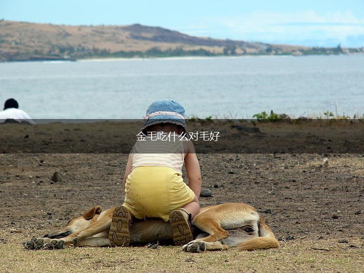 金毛吃什么对毛好,第1张 金毛吃什么对毛好,第1张