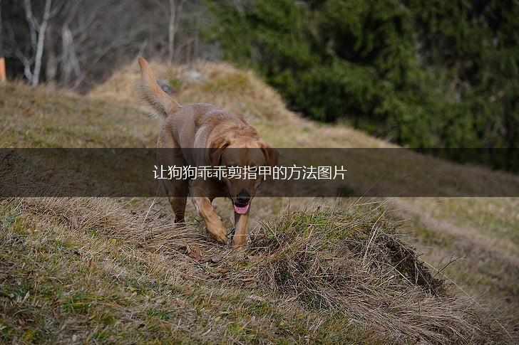 让狗狗乖乖剪指甲的方法图片,第1张