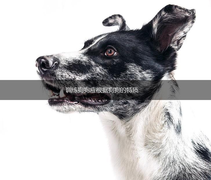 训练狗狗应根据狗狗的特质,第1张