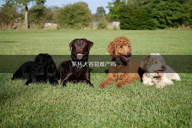 茶杯犬容易难产吗,第1张