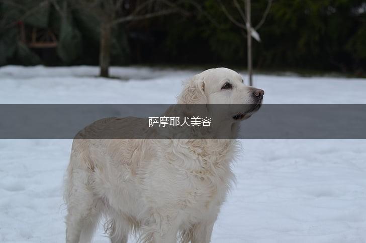 萨摩耶犬美容,第1张 萨摩耶犬美容,第1张
