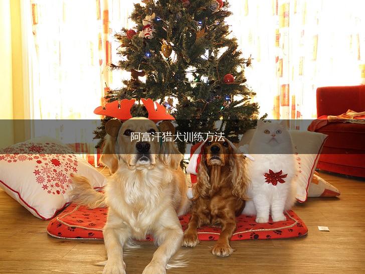 阿富汗猎犬训练方法,第1张