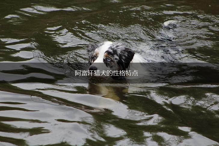 阿富汗猎犬的性格特点,第1张