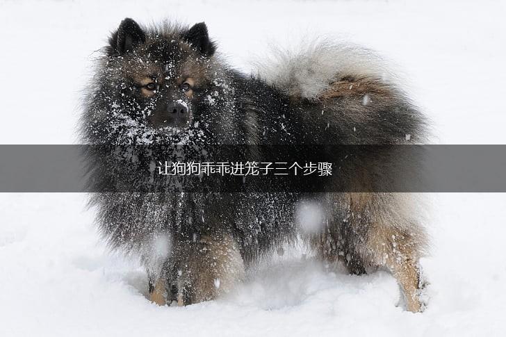 让狗狗乖乖进笼子三个步骤,第1张