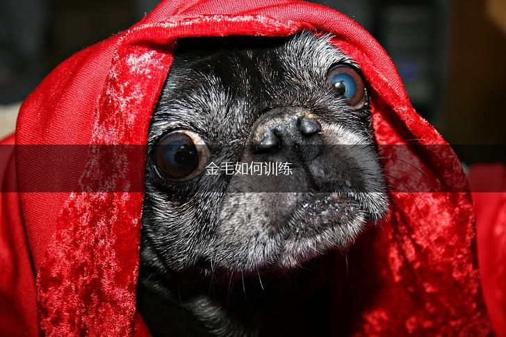 金毛如何训练,第1张 金毛如何训练,第1张