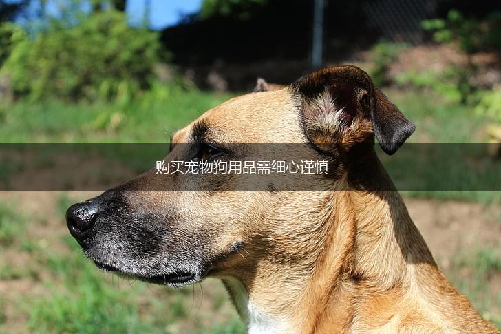 购买宠物狗用品需细心谨慎,第1张