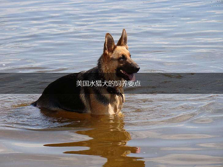 美国水猎犬的饲养要点,第1张 美国水猎犬的饲养要点,第1张