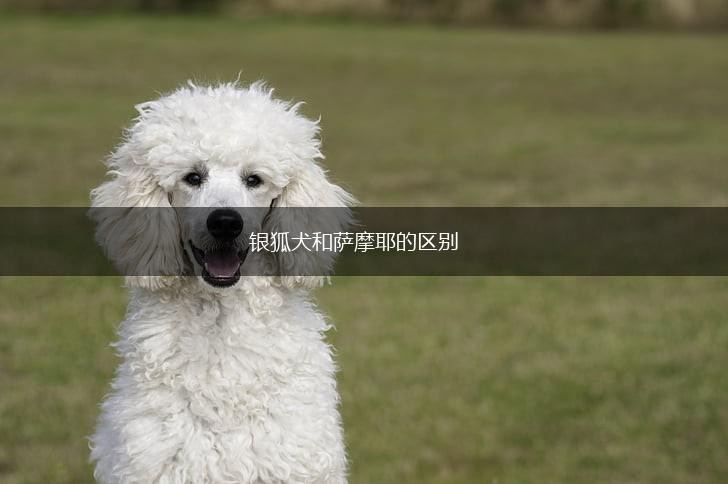 银狐犬和萨摩耶的区别,第1张