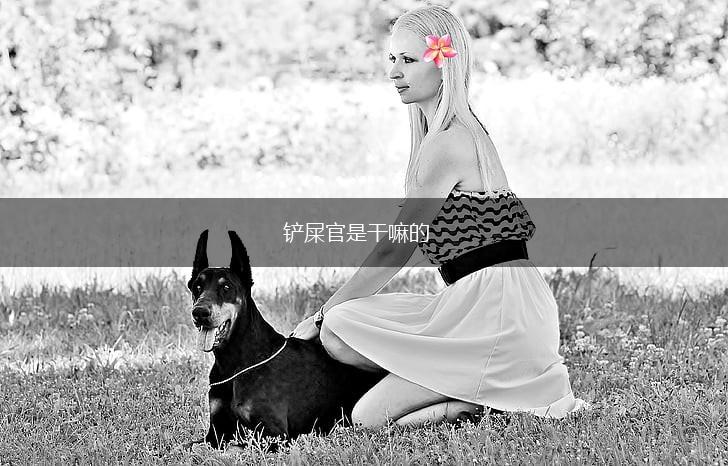 铲屎官是干嘛的,第1张