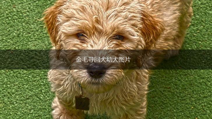 金毛寻回犬幼犬图片,第1张
