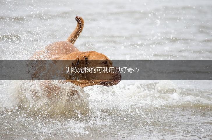 训练宠物狗可利用其好奇心,第1张