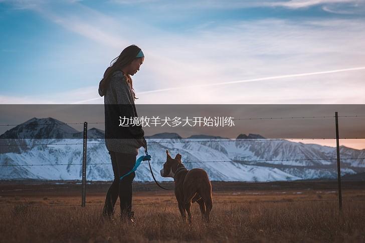 边境牧羊犬多大开始训练,第1张