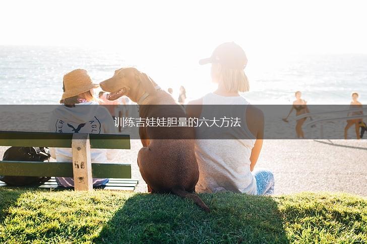 训练吉娃娃胆量的六大方法,第1张