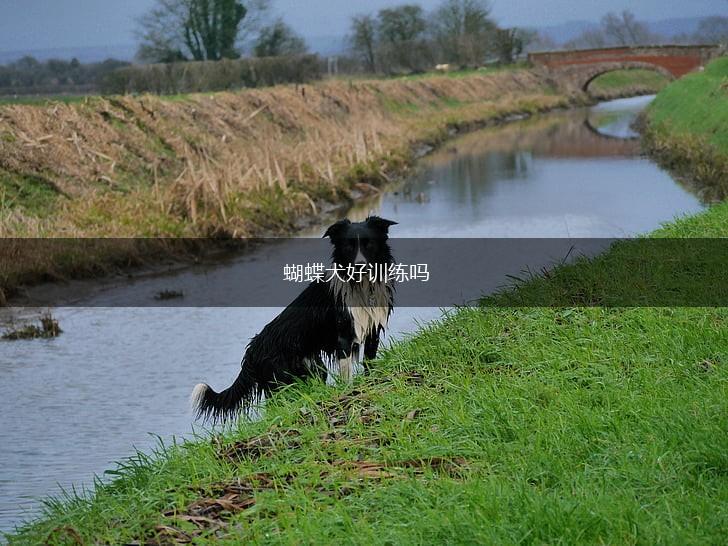 蝴蝶犬好训练吗,第1张 蝴蝶犬好训练吗,第1张