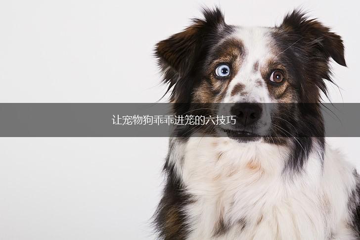 让宠物狗乖乖进笼的六技巧,第1张