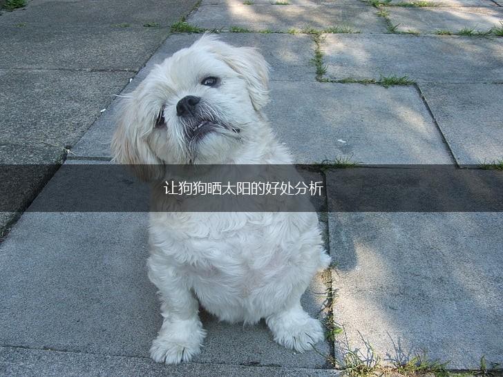 让狗狗晒太阳的好处分析,第1张