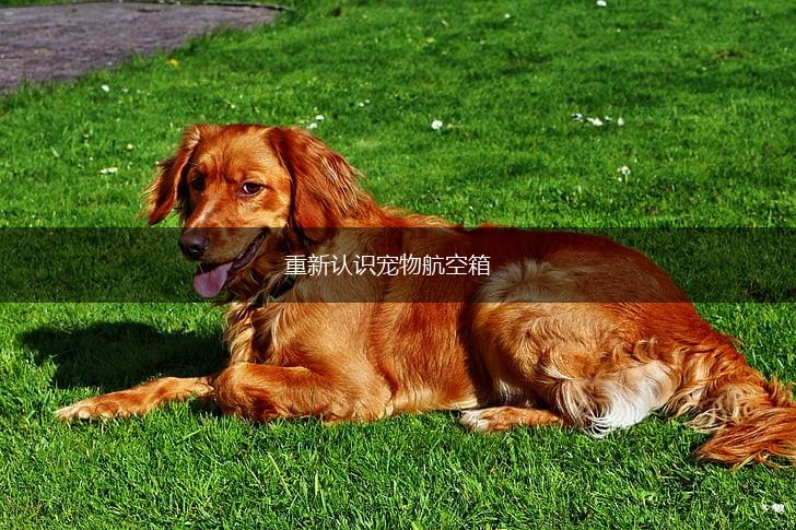 重新认识宠物航空箱,第1张