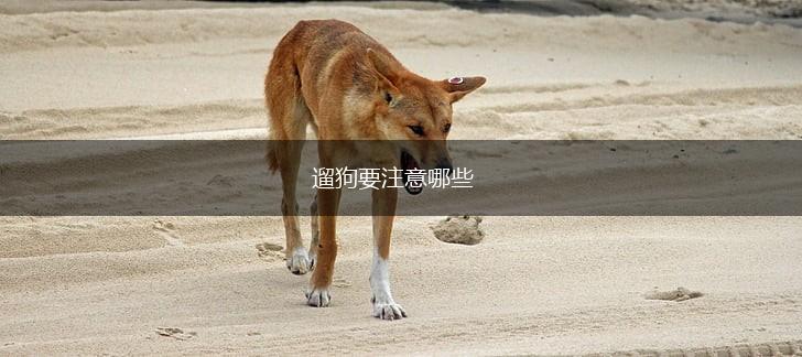 遛狗要注意哪些,第1张