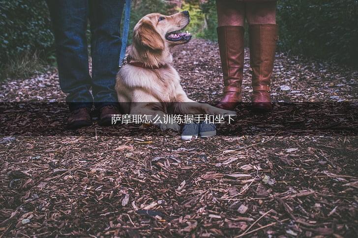 萨摩耶怎么训练握手和坐下,第1张
