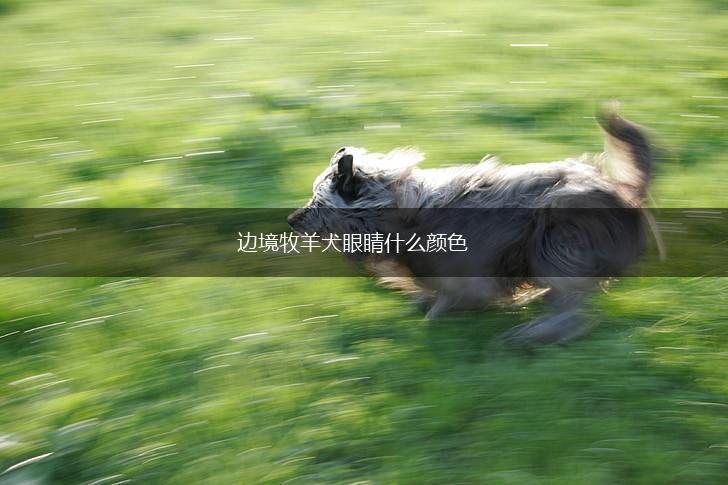 边境牧羊犬眼睛什么颜色,第1张