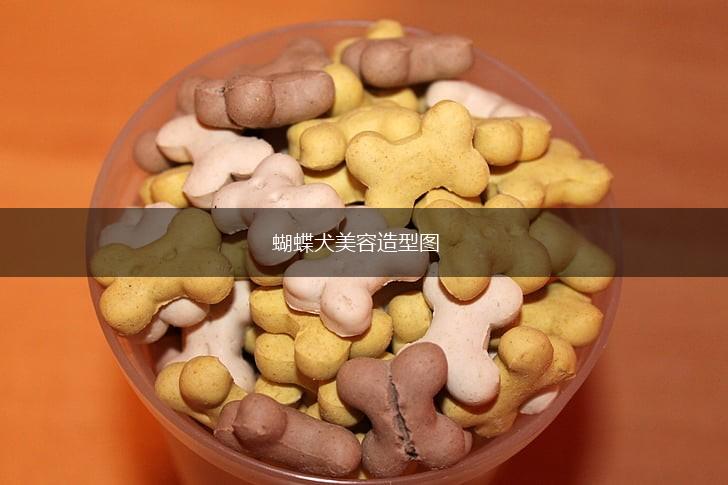 蝴蝶犬美容造型图,第1张 蝴蝶犬美容造型图,第1张