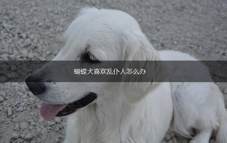 蝴蝶犬喜欢乱仆人怎么办,第1张