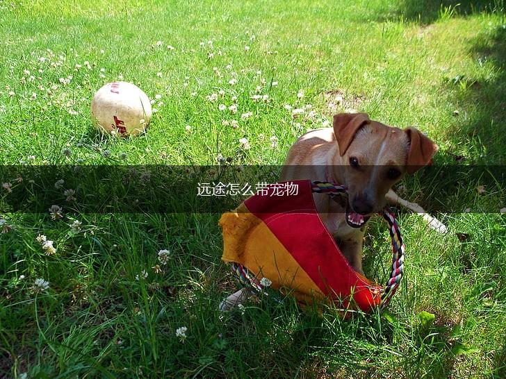 远途怎么带宠物,第1张