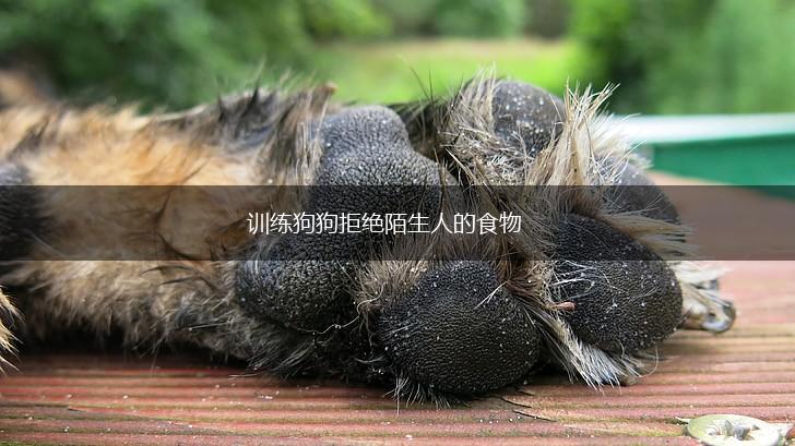 训练狗狗拒绝陌生人的食物,第1张