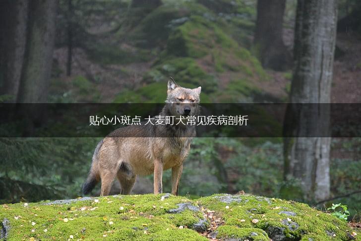 贴心小斑点 大麦町犬常见疾病剖析,第1张