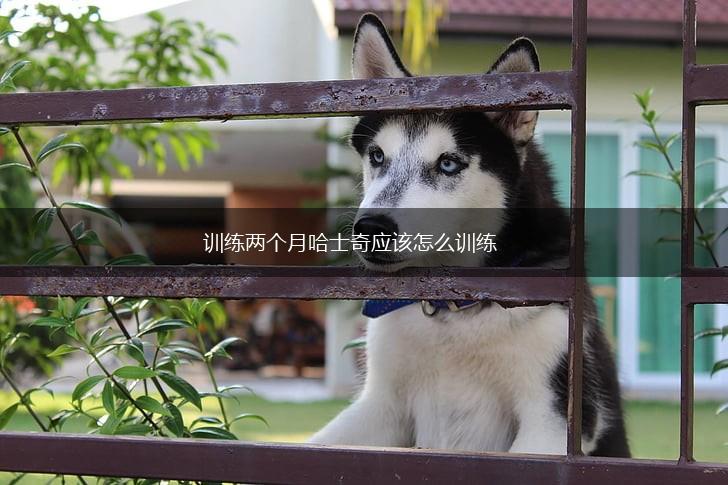 训练两个月哈士奇应该怎么训练,第1张