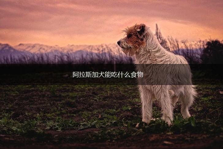 阿拉斯加犬能吃什么食物,第1张