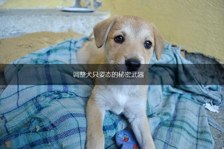 调整犬只姿态的秘密武器,第1张