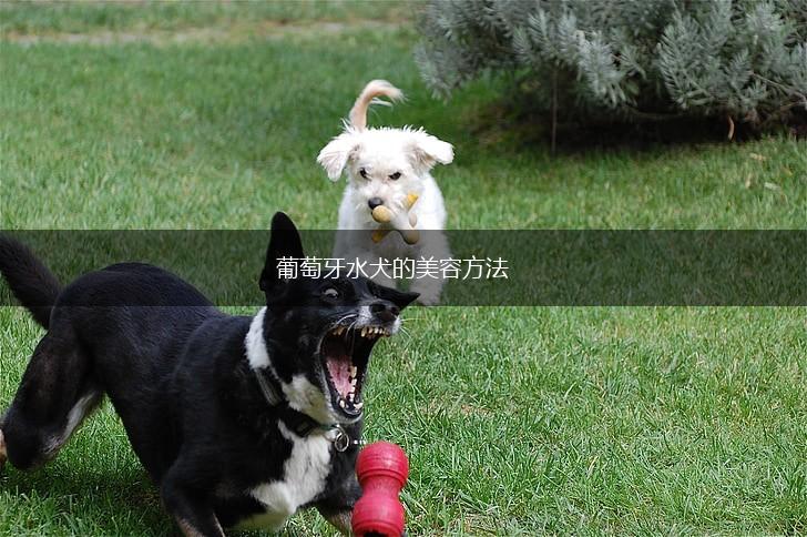 葡萄牙水犬的美容方法,第1张