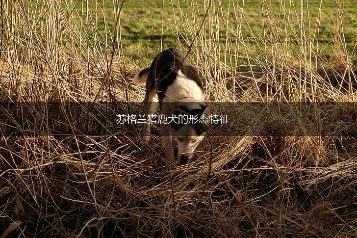 苏格兰猎鹿犬的形态特征,第1张