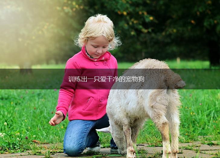 训练出一只爱干净的宠物狗,第1张