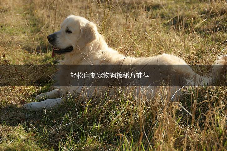 轻松自制宠物狗粮秘方推荐,第1张