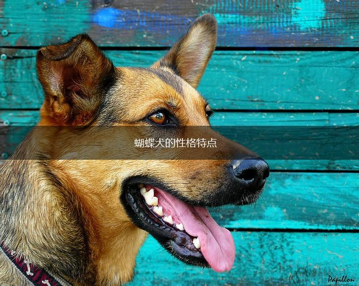 蝴蝶犬的性格特点,第1张 蝴蝶犬的性格特点,第1张