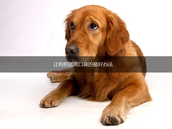 让狗狗远离口臭的最好办法,第1张
