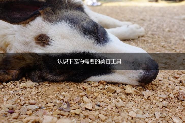 认识下宠物需要的美容工具,第1张