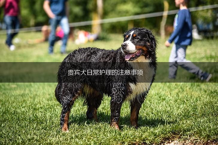 贵宾犬日常护理的注意事项,第1张
