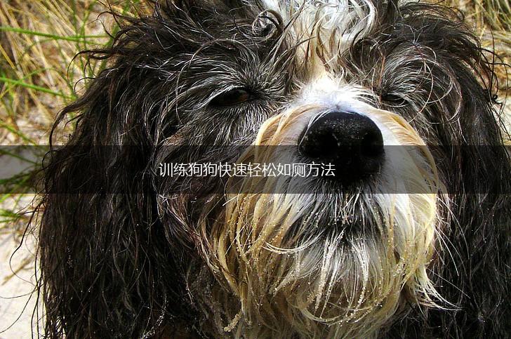 训练狗狗快速轻松如厕方法,第1张