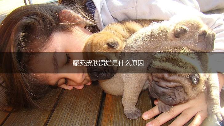 藏獒皮肤溃烂是什么原因,第1张