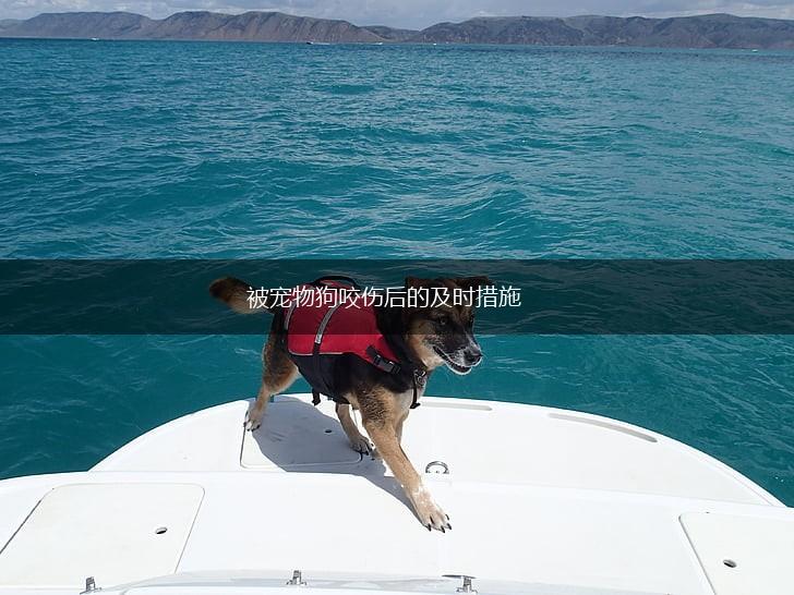 被宠物狗咬伤后的及时措施,第1张 被宠物狗咬伤后的及时措施,第1张