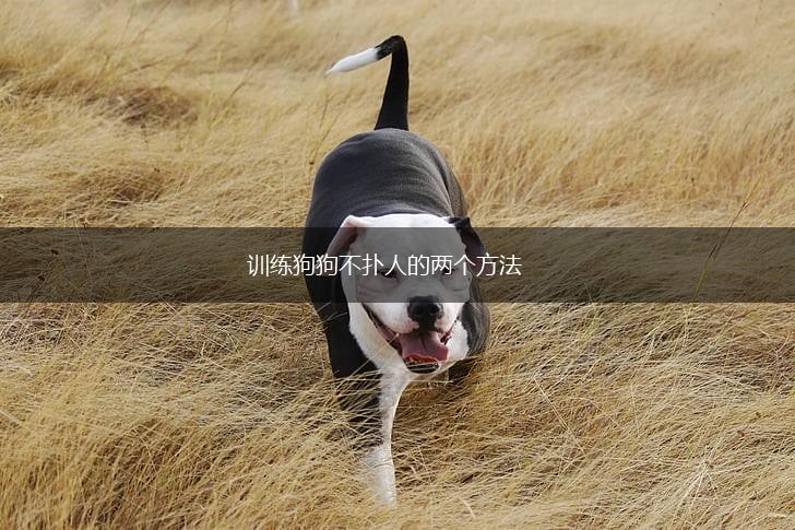 训练狗狗不扑人的两个方法,第1张