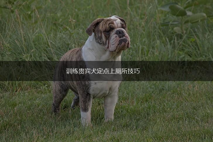 训练贵宾犬定点上厕所技巧,第1张