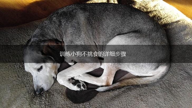 训练小狗不挑食的详细步骤,第1张 训练小狗不挑食的详细步骤,第1张