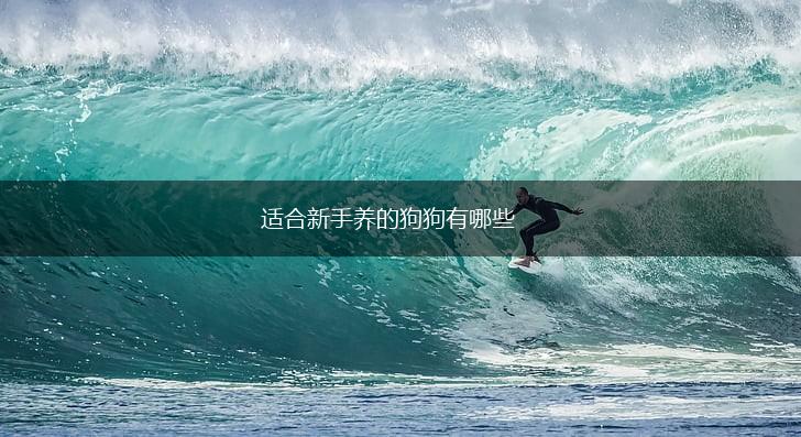 适合新手养的狗狗有哪些,第1张