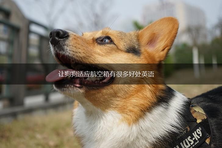 让狗狗适应航空箱有很多好处英语,第1张